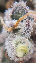 IMG_1212.jpeg