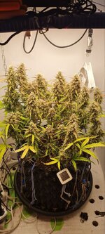 IMG_1235.jpeg