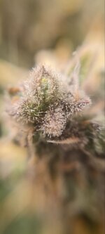 IMG_1241.jpeg