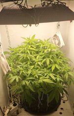 IMG_1264.jpeg