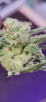 IMG_1277.jpeg