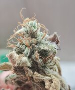 IMG_1285.jpeg