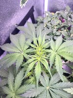 IMG_5553.jpeg
