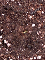 02_seedling_b_clean.png