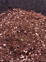 01_seedling_a_clean.png