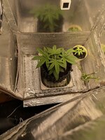 IMG_3616.jpeg