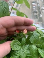 IMG_0316.jpeg