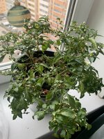 IMG_0318.jpeg