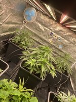 IMG_0278.jpeg