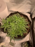 IMG_0334.jpeg