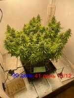 IMG_3800.jpeg