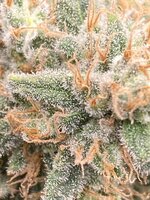 IMG_1087.jpeg