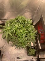IMG_0432.jpeg