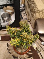 IMG_20260410_123408.jpg