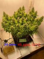 IMG_3859.jpeg