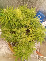 IMG_20260411_132918.jpg