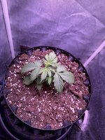 IMG_5032.jpeg