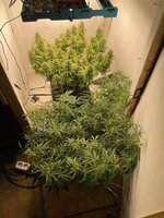 IMG_3925.jpeg