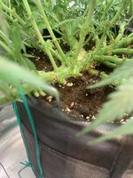 IMG_0582.jpeg