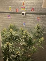 IMG_1051.jpeg