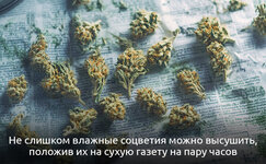 1-Kak-vysushit-promokshij-kannabis__T2S5117Tixp58qlL.jpg