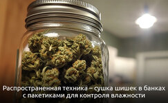 3-Kak-vysushit-promokshij-kannabis__dF3yF5jTeTgdcnr0.jpg