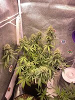 IMG_5765.jpeg