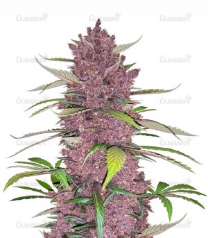 sort-Purple-Lemonade.jpg sort-Purple-Lemonade.jpg