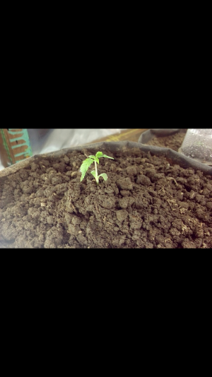Screenshot_2022-06-20-22-05-56.png