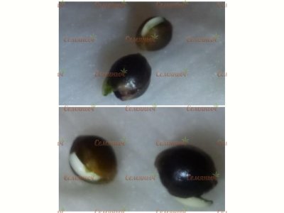 67-wm-226830.9999999983_watermarked.jpg