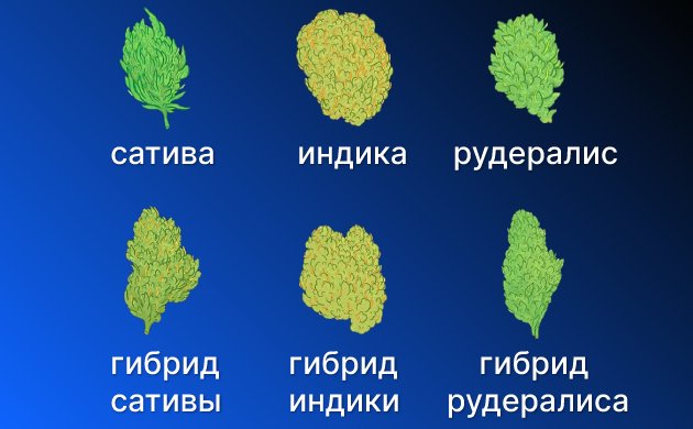 Словарь терминологии генетики и селекции конопли