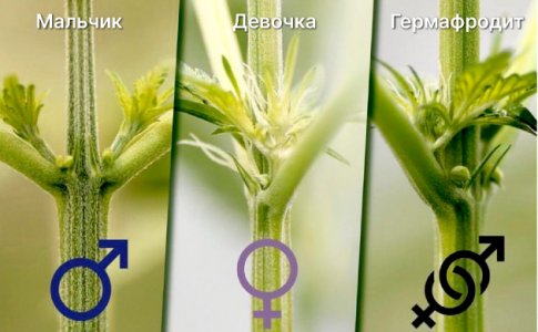 Пол конопли
