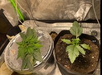 IMG_6976.jpeg