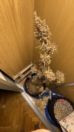 IMG_6027.jpeg