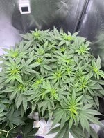 IMG_0057.jpeg