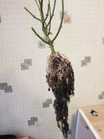 харвкорень2.jpg