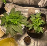 IMG_6995.jpeg