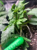 IMG_6999.jpeg