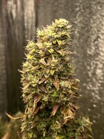 IMG_3533.jpeg