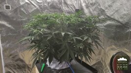 2026-09-30_acid-rain-01_veg-w06d44_full_01.jpg