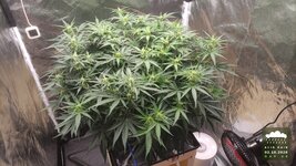 2026-10-02_acid-rain-01_veg-w06d46_full_01.jpg