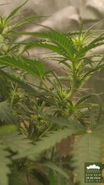 2026-09-29_acid-rain-01_veg-w06d43_bud_01.jpg