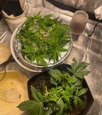IMG_7284.jpeg