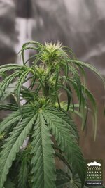 2026-10-01_acid-rain-01_veg-w06d45_bud_02.jpg