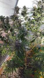 IMG_20261004_102554.jpg