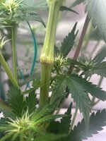 IMG_0324.jpeg