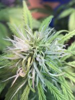 IMG_3170.jpeg