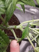 Рукожоп.jpg