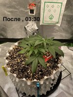 IMG_4780.jpeg