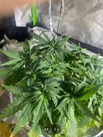 IMG_7307.jpeg
